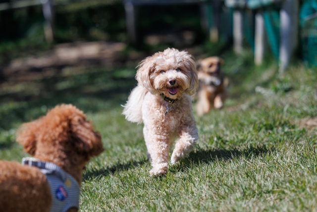 ペットと一緒に暮らせる物件の需要が急増中 犬猫不動産®